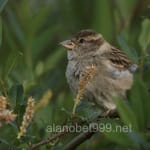 Avatar de Tomás Lara